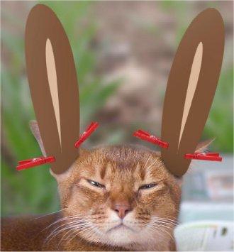 Osterkatze - Bildquelle unbekannt